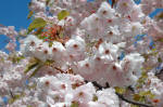 Prunus - Flowering Cherry